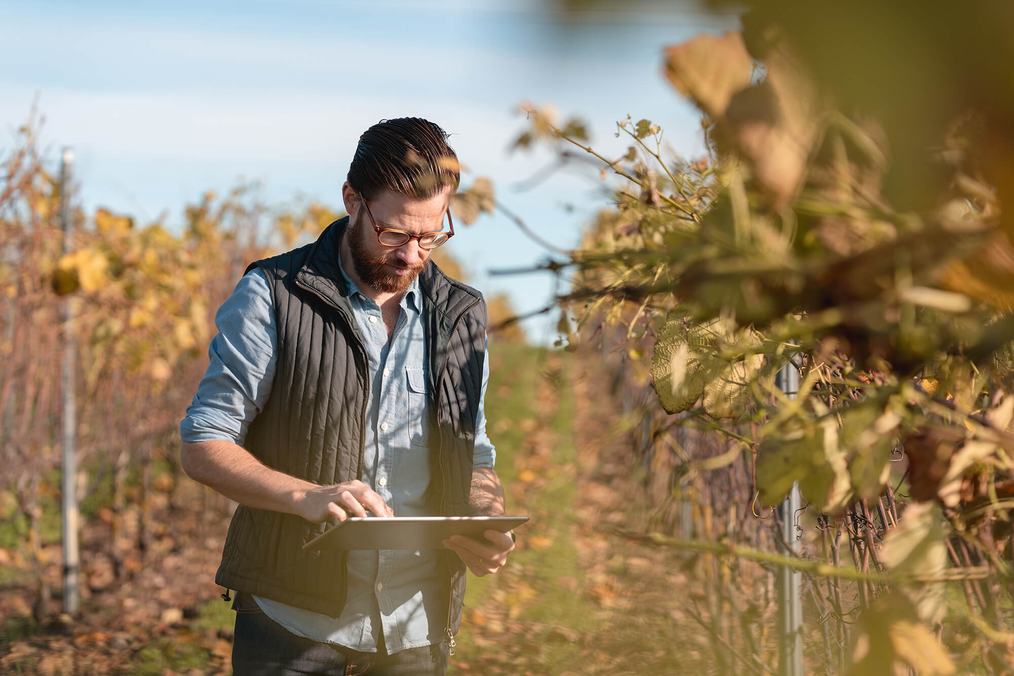 Farmer using a tablet in a vineyard